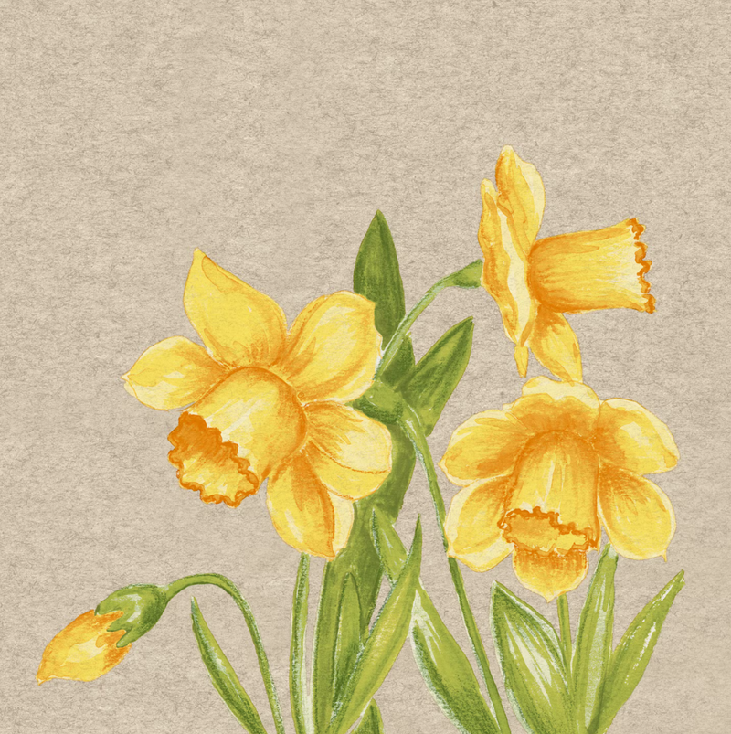 Tovaglioli in Carta Riciclata a 2 Veli Natural Daffodils 33 x 33 cm - 25 pezzi
