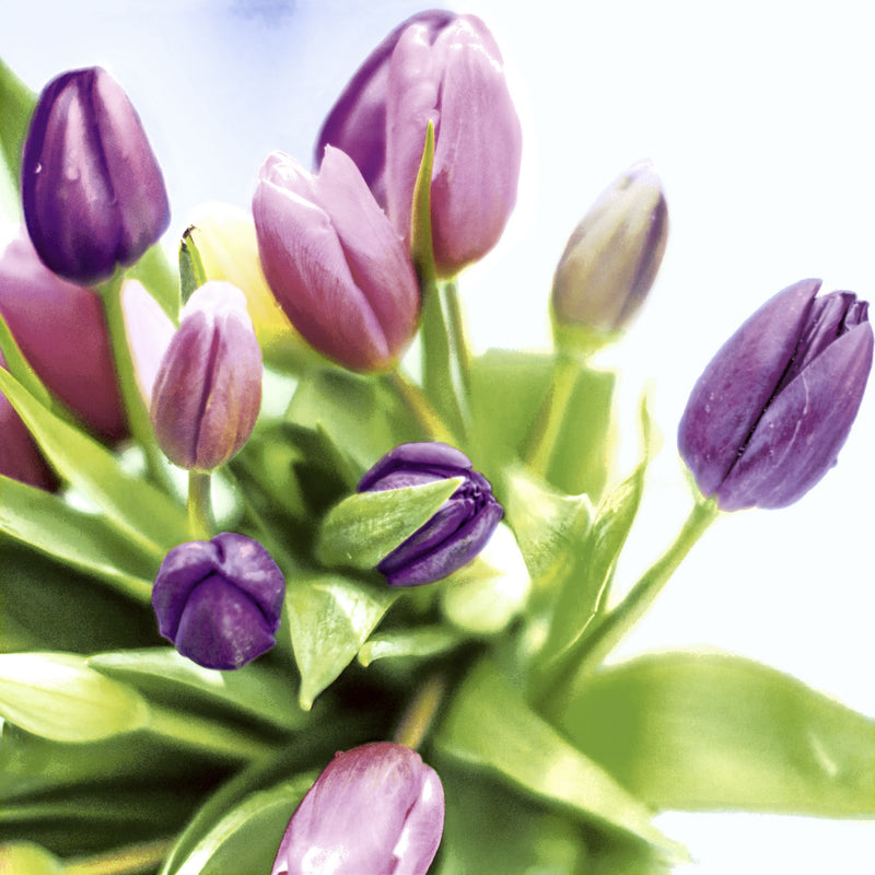 Tovaglioli in Carta Riciclata a 2 Veli Spring Tulips 33 x 33 cm - 20 pezzi