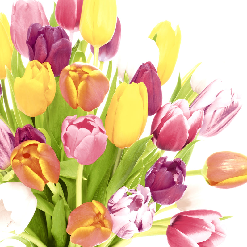 Tovaglioli in Carta Riciclata a 2 Veli Beautiful Tulips 33 x 33 cm - 20 pezzi