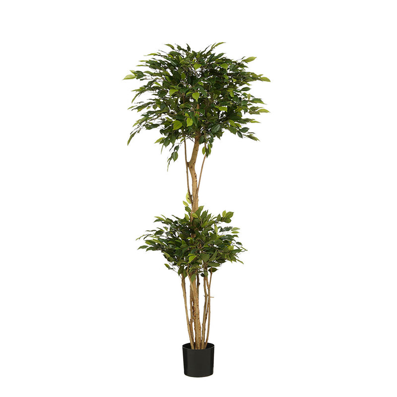 Pianta Ficus Natasia Verde 50 x 150 cm