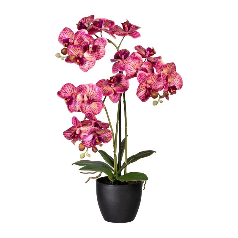 Pianta Orchidea Phalaenopsis Fucsia con Vaso 65 cm