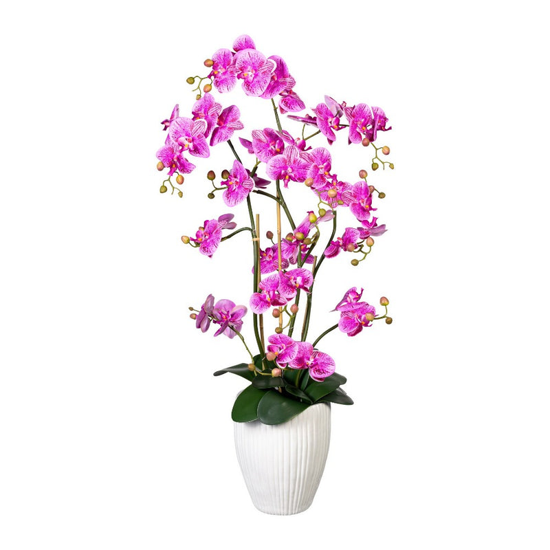 Pianta Orchidea Phalaenopsis Lilla con Vaso 110 cm
