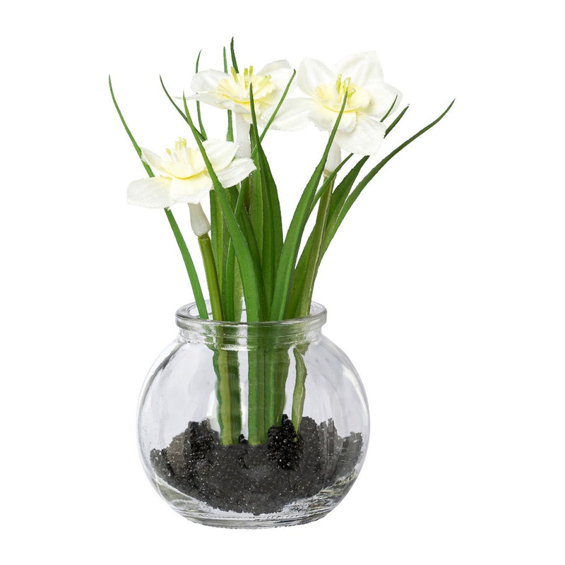 Pianta Narcisi Bianco con Vaso in Vetro 15 cm