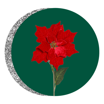 Fiori e Piante