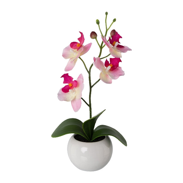 Orchidea con Vaso Ceramica 21 cm Rosa