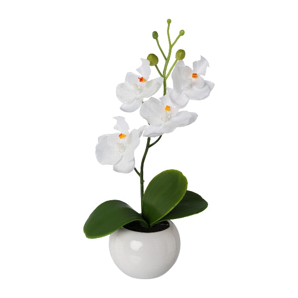 Orchidea con Vaso Ceramica 21 cm Bianco