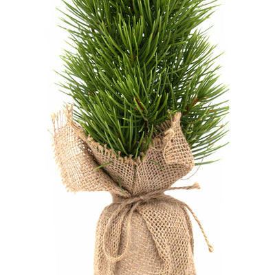 Abete Pino con Sacco Juta 33 cm