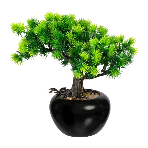 Pianta Bonsai con Vaso in Ceramica 19 cm