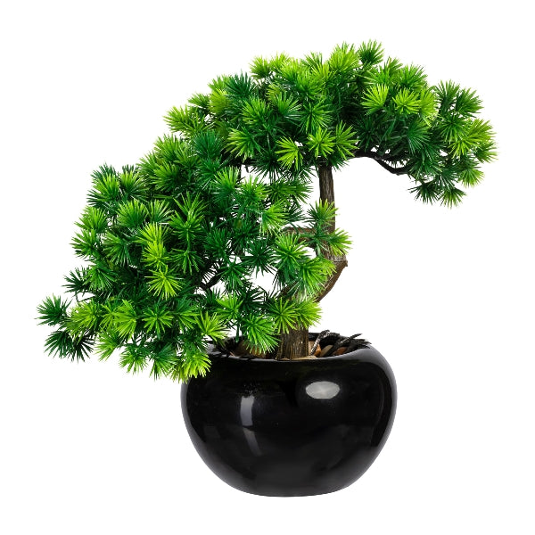 Pianta Bonsai con Vaso in Ceramica 25 cm