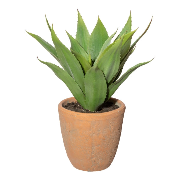 Pianta Agave con Vaso in Terracotta 40 cm