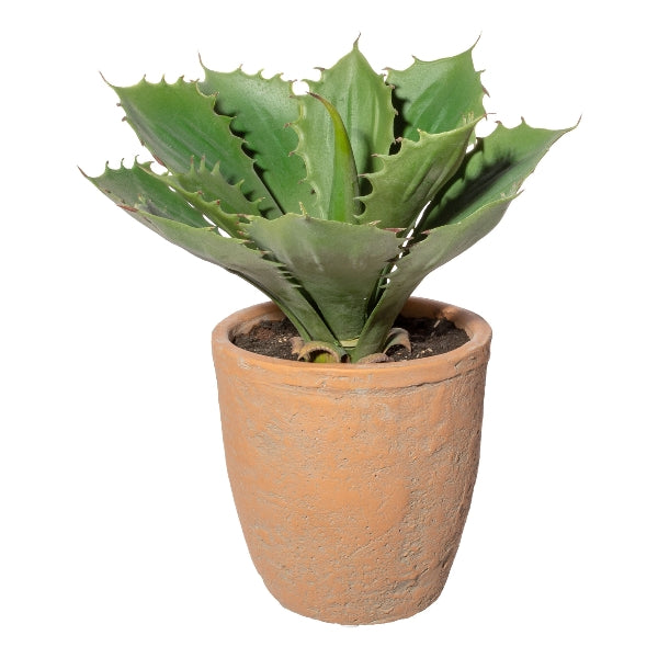 Pianta Echeveria con Vaso in Terracotta 25 cm