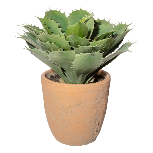 Pianta Echeveria con Vaso in Terracotta 32 cm