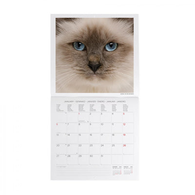 Calendario da Muro 2025 - Cats - 30 x 29 cm