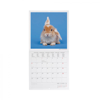 Calendario da Muro 2025 - Honey Bunny - 18 x 18 cm