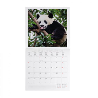 Calendario da Muro 2025 - Life Is Pantastic - 30 x 29 cm