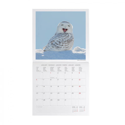 Calendario da Muro 2025 - Outstanding Owls - 30 x 29 cm