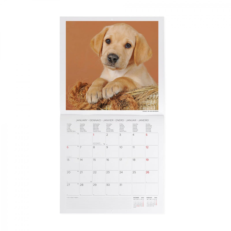 Calendario da Muro 2025 - Puppies - 30 x 29 cm