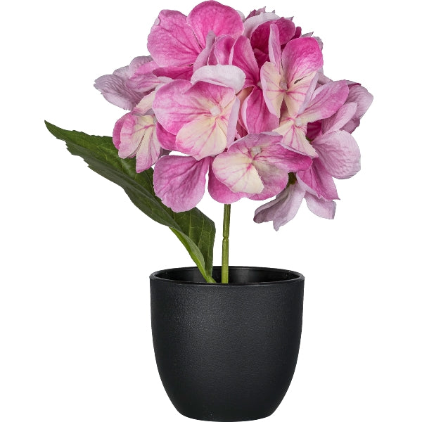 Pianta Ortensia Rosa con Vaso Nero