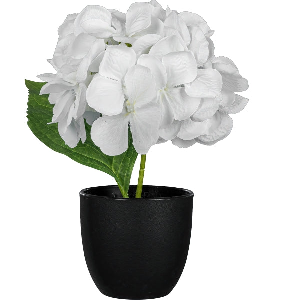 Pianta Ortensia Bianco con Vaso Nero