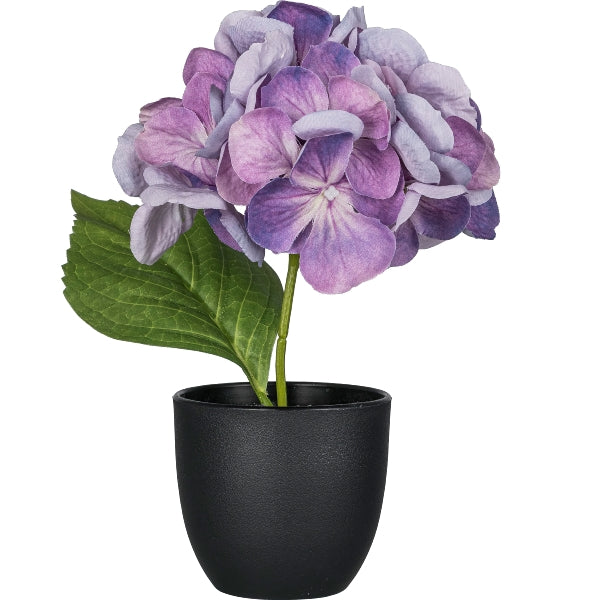Pianta Ortensia Lilla con Vaso Nero