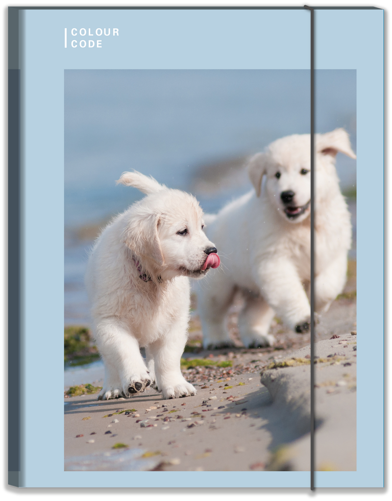 Cartella con Elastico Dorso 1 cm Colour Code Animal Snapshot / Copertine Assortite