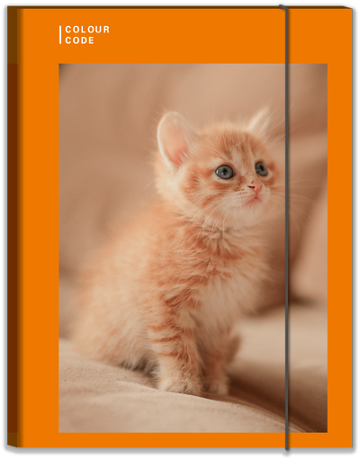 Cartella con Elastico Dorso 1 cm Colour Code Animal Snapshot / Copertine Assortite