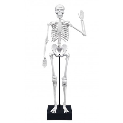 Scheletro 45 Cm