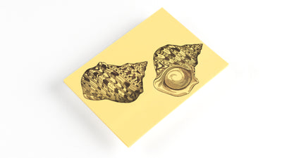 Cofanetto Carta da Lettere A5 Pepin Natural History con Buste