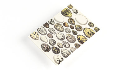Cofanetto Carta da Lettere A5 Pepin Natural History con Buste