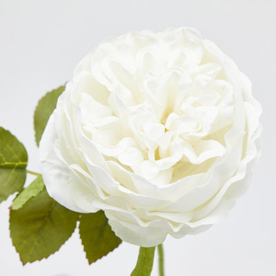 Rosa Sonia Bianco con Foglie 23 cm
