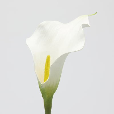 Ramo Calla Bianco 65 cm