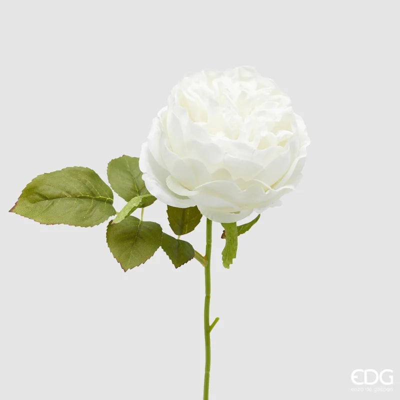 Rosa Sonia Bianco con Foglie 23 cm