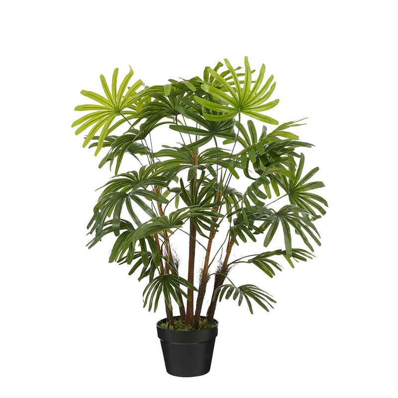 Pianta Palma Verde 60 x 90 cm